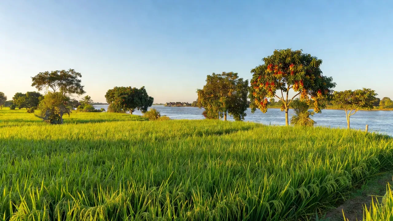Cảnh đẹp Vĩnh Nhuận, An Giang với ruộng lúa, cây trái và sông Hậu, thể hiện đời sống nông thôn.