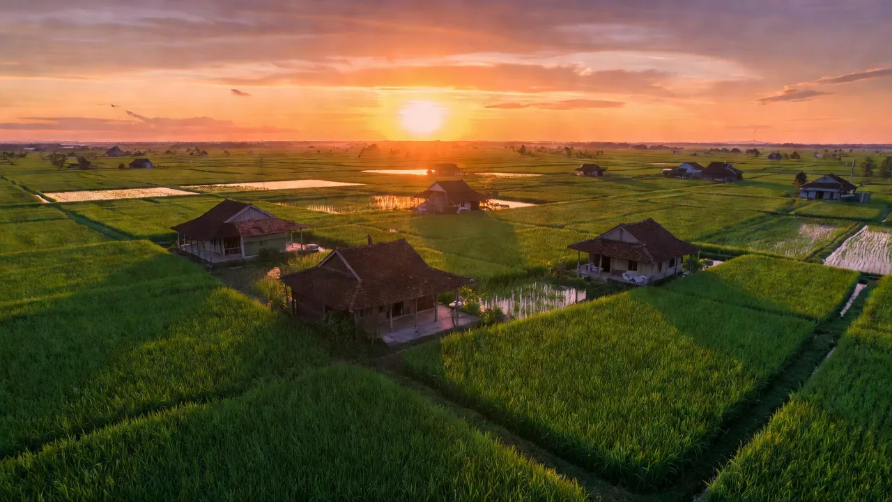 Cảnh đồng lúa tại phường Mỹ Hòa, thành phố Long Xuyên, tỉnh An Giang, vẻ đẹp văn hóa địa phương.