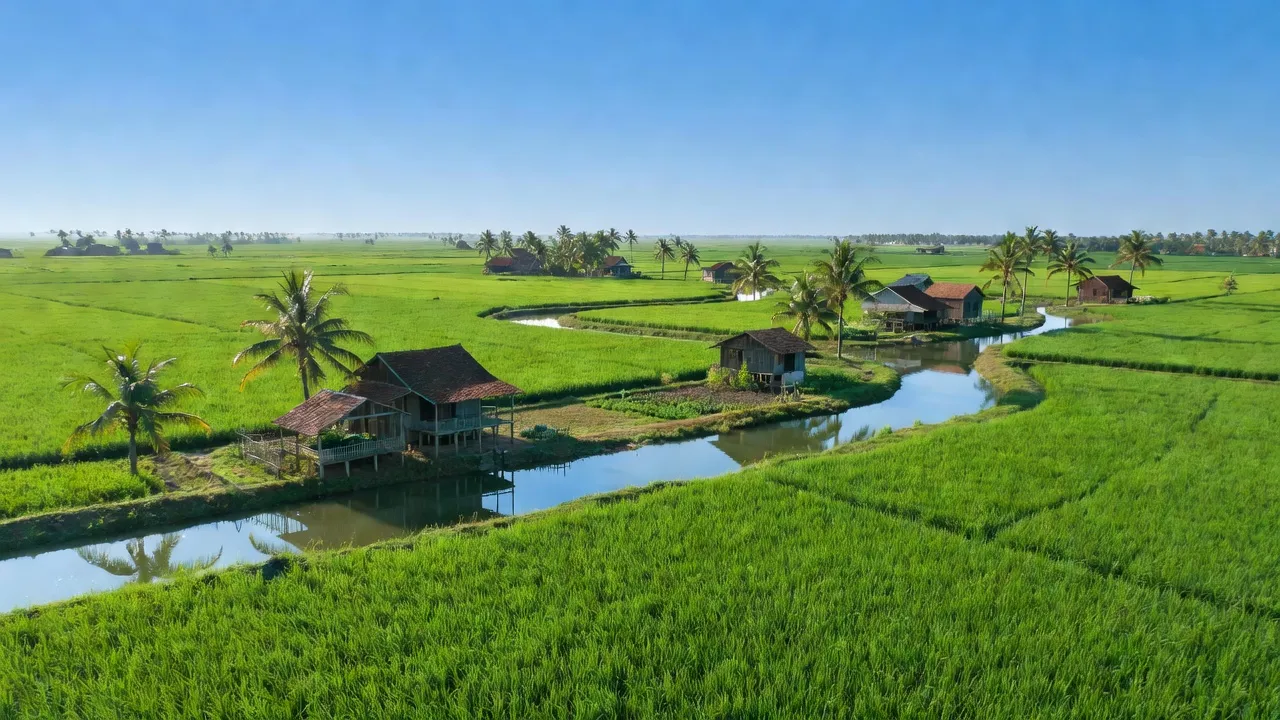 Cảnh đồng xanh Tân Hòa, huyện Phú Tân, An Giang với ruộng lúa và kênh rạch đẹp.