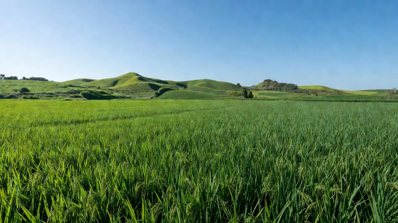 Cảnh đồng quê xã Tân Lợi, Tịnh Biên, An Giang với cánh đồng xanh mát và bầu trời trong xanh.
