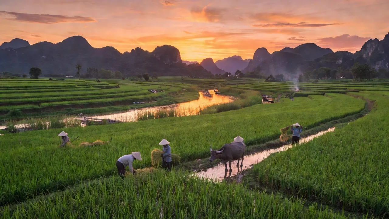 Cảnh quan xã Lạc Quới, huyện Tri Tôn, tỉnh An Giang với ruộng lúa và hoạt động nông nghiệp.