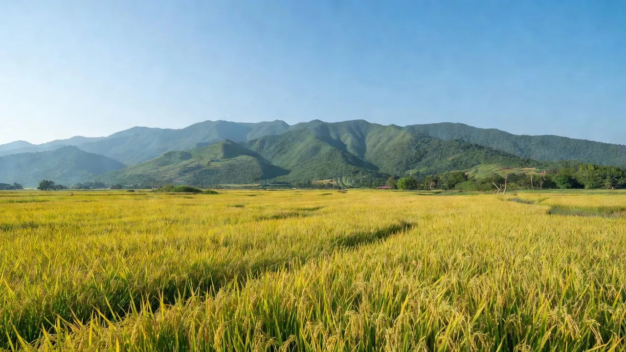 Bình Sơn - hình ảnh minh họa 1