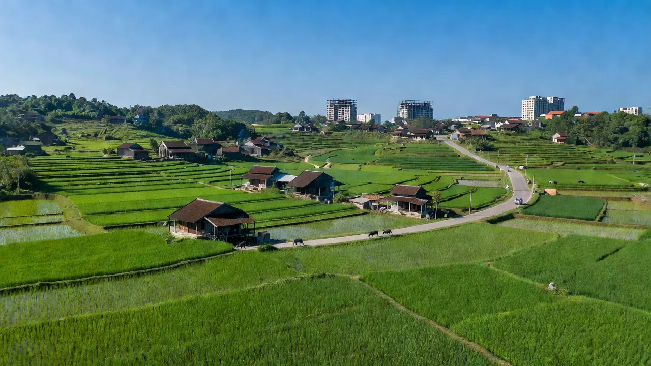 Cảnh làng Ngọc Thiện, Tân Yên, Bắc Giang với đồng lúa xanh tươi và nhà truyền thống.