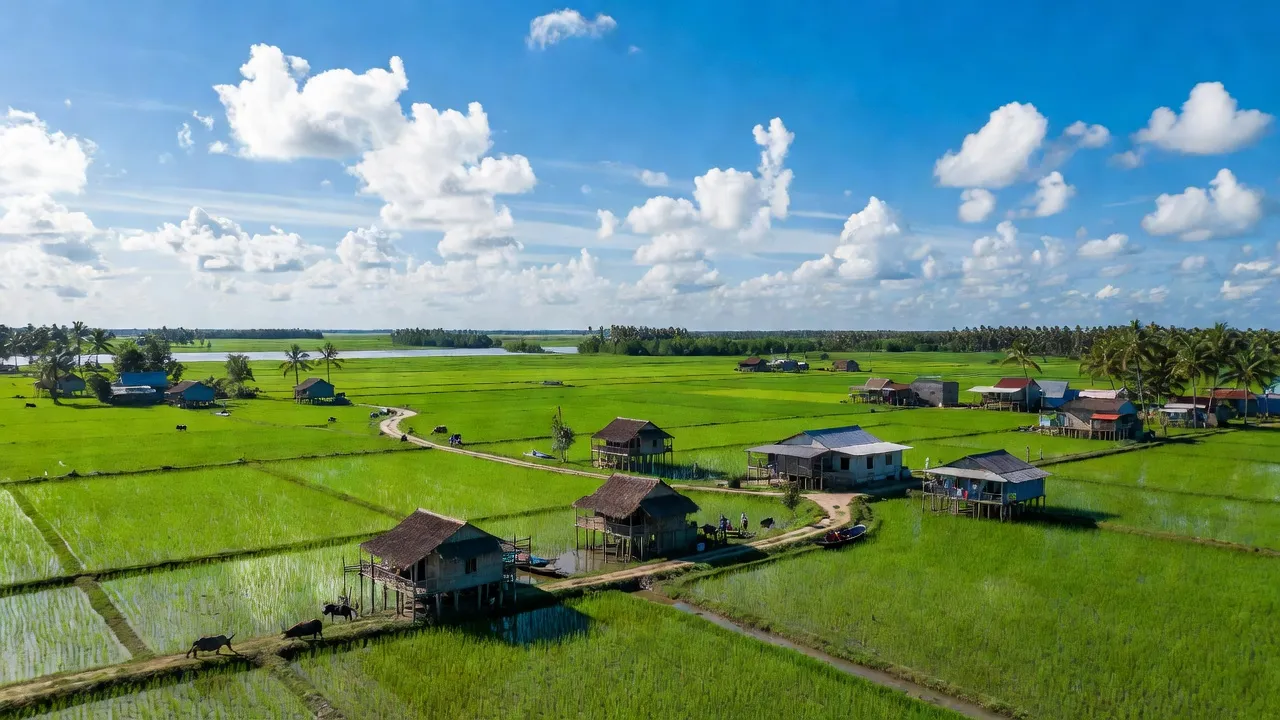 Khung cảnh tại Phường Láng Tròn, Thị xã Giá Rai, tỉnh Bạc Liêu với cánh đồng lúa xanh tốt.
