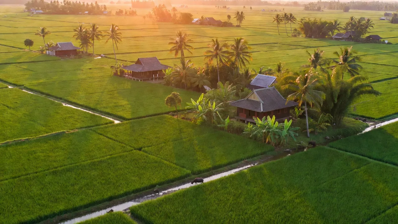 Cảnh cánh đồng xanh tươi tại xã Vĩnh Hậu A, huyện Hoà Bình, tỉnh Bạc Liêu, thể hiện cuộc sống nông thôn.