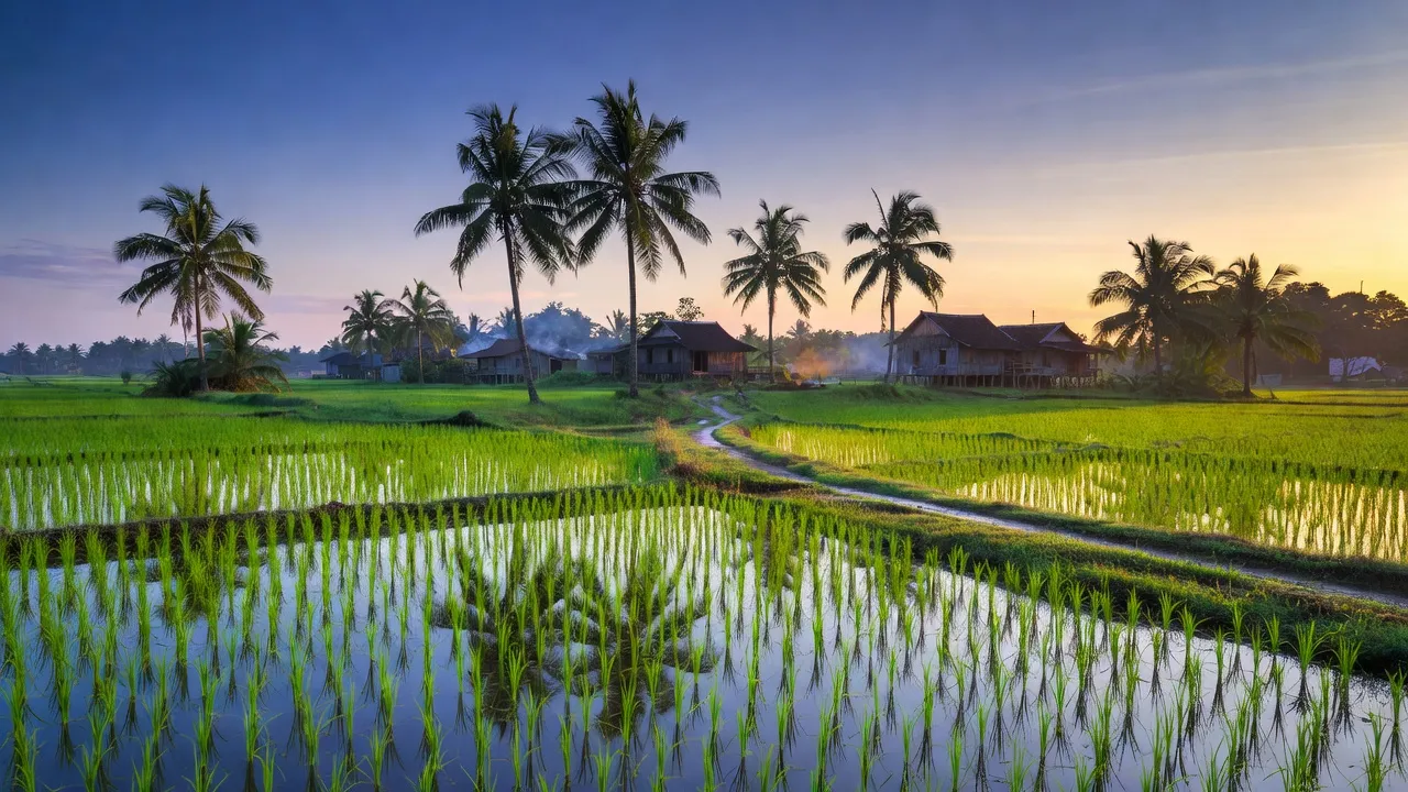 Khung cảnh yên bình của xã Phước Ngãi, huyện Ba Tri, tỉnh Bến Tre với cánh đồng lúa và cây cọ.