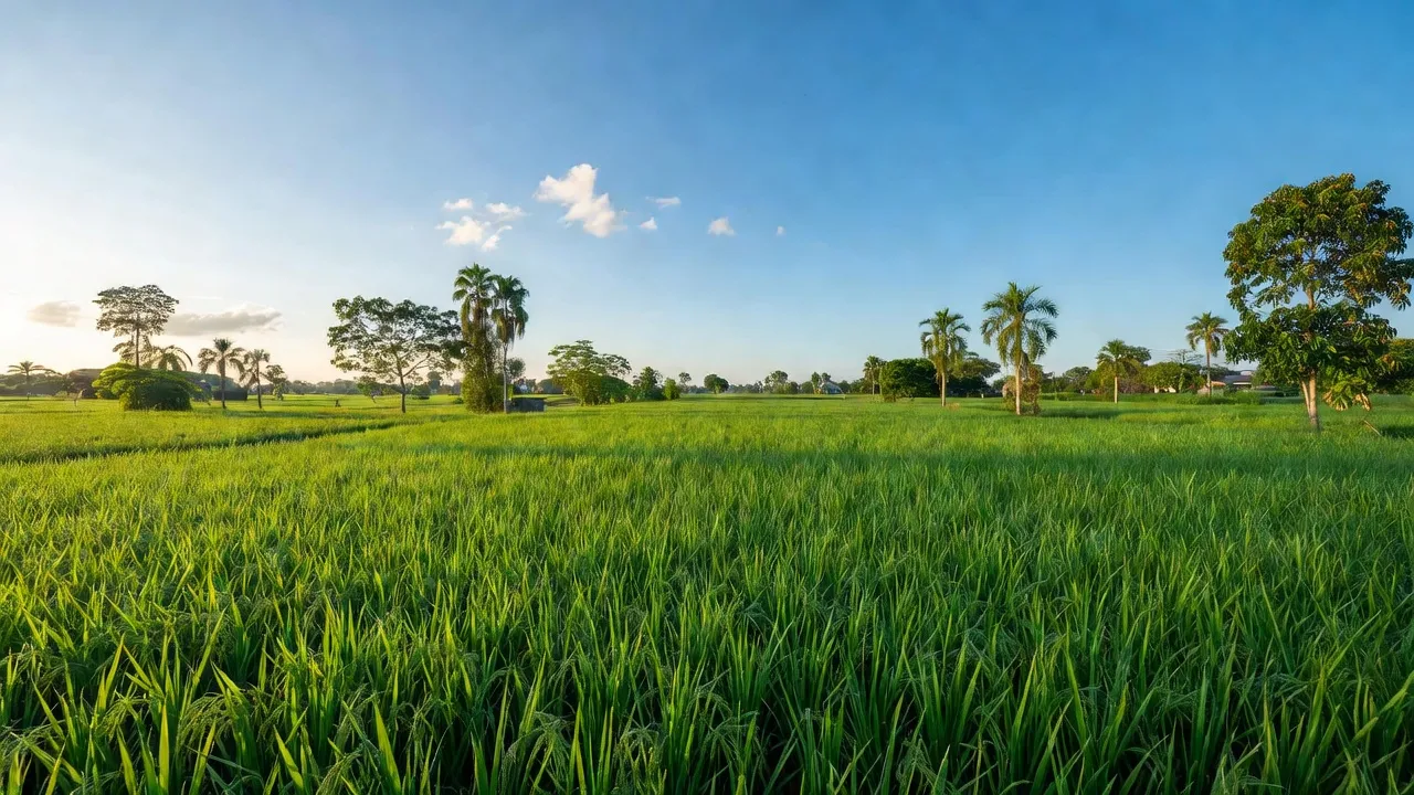Cảnh quan xã Thuận Lợi, huyện Đồng Phú, Bình Phước với cánh đồng xanh và trời trong xanh.