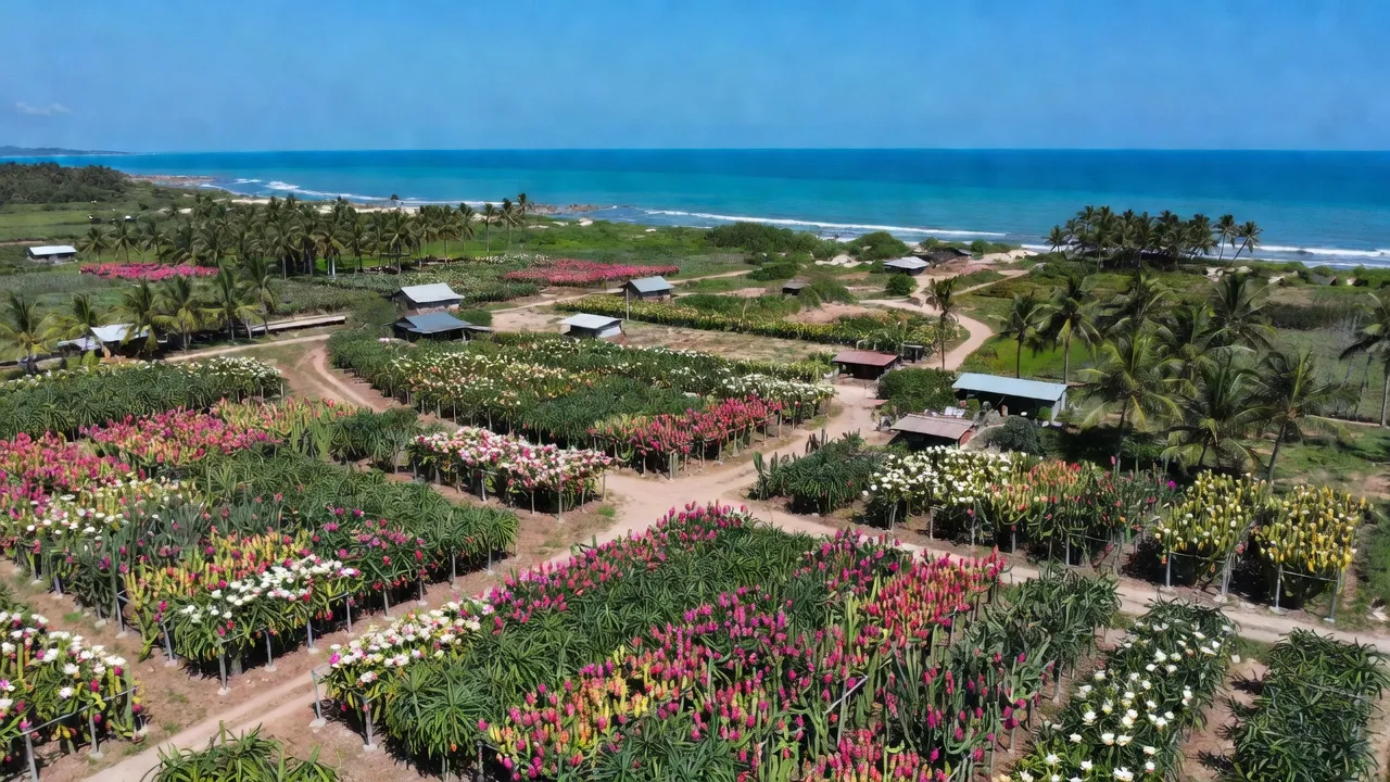 Cảnh quan huyện Hàm Thuận Nam, tỉnh Bình Thuận với các farm thanh long và bờ biển tuyệt đẹp.