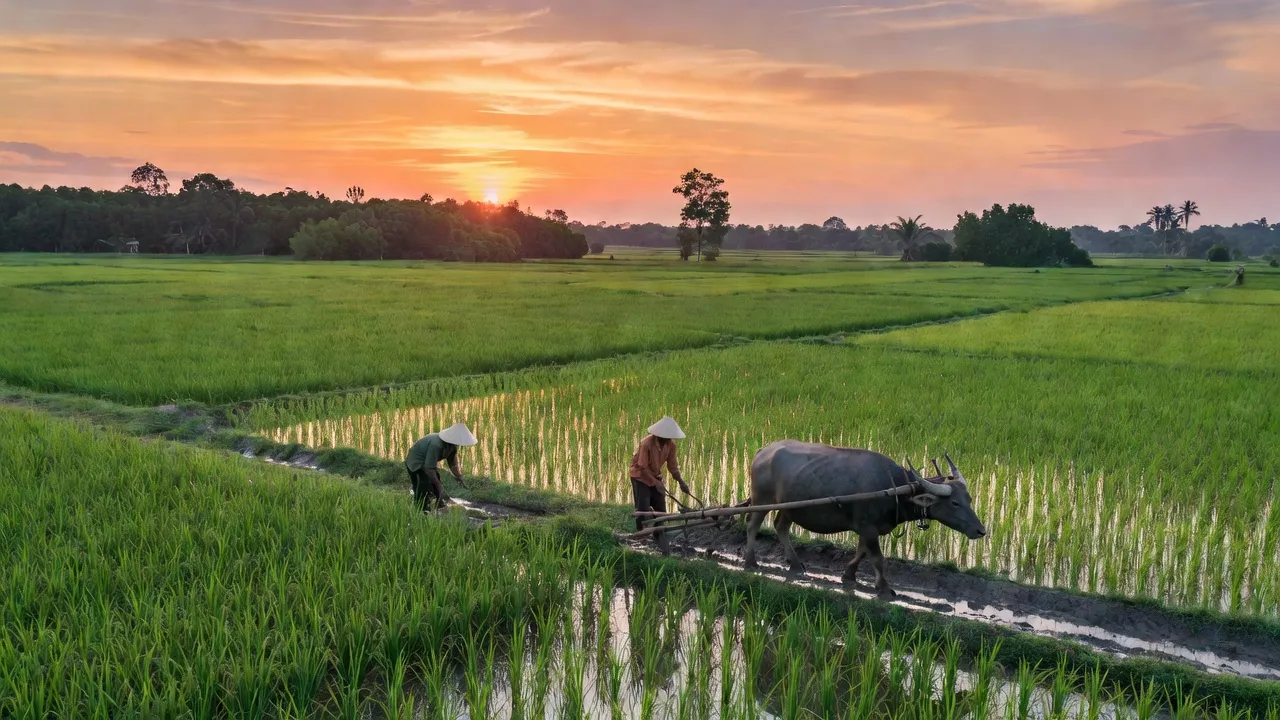 Xã Phú Hưng, Huyện Cái Nước, Tỉnh Cà Mau