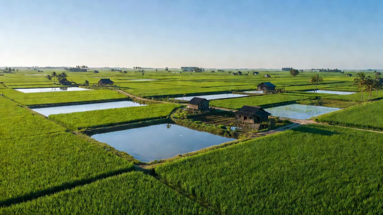 Cảnh đẹp xã Việt Thắng, Phú Tân, Cà Mau với cánh đồng xanh và ao thủy sản.