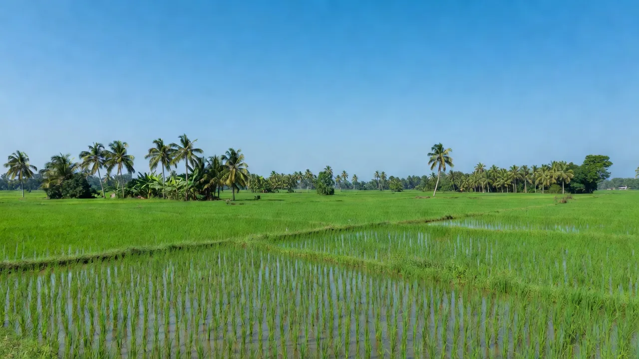 Khung cảnh nông thôn huyện Vĩnh Thạnh, Cần Thơ với cánh đồng xanh và bầu trời trong xanh.