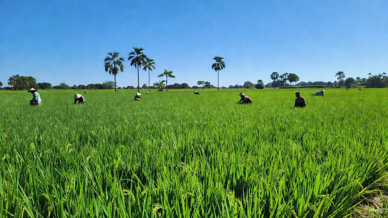Cánh đồng lúa xanh mướt tại xã Buôn Tría, huyện Lắk, Đắk Lắk, thể hiện văn hóa nông nghiệp địa phương.