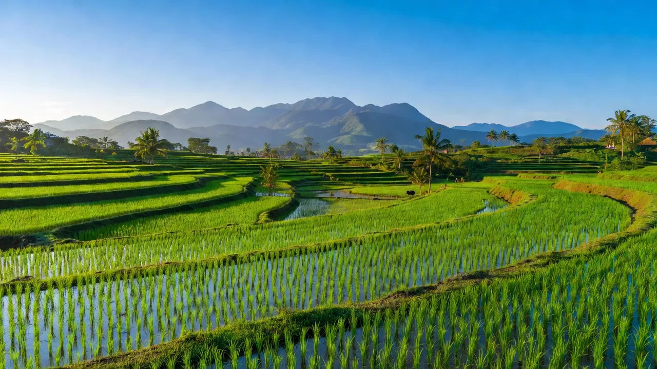 Khung cảnh xanh tươi tại xã Ea M' Doal, huyện M'Đrắk, tỉnh Đắk Lắk với cánh đồng lúa và núi.