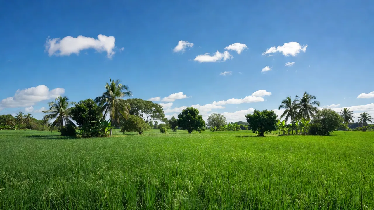 Khung cảnh đồng ruộng xanh tươi ở xã Tân Bình, huyện Châu Thành, tỉnh Đồng Tháp, nhiệt đới.