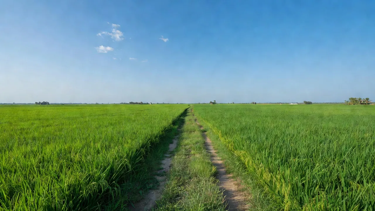 Bình Phú - hình ảnh minh họa 1