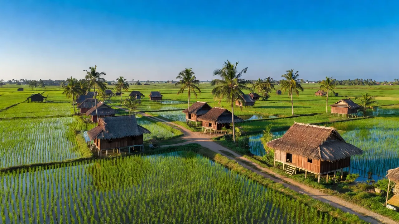 Khung cảnh bình yên tại xã Bình Phú, huyện Tân Hồng, tỉnh Đồng Tháp với cánh đồng xanh tươi.