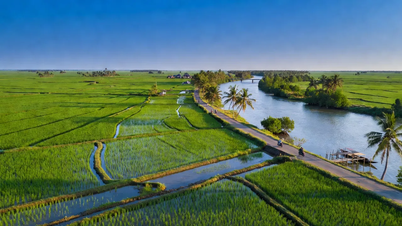 Cảnh sắc An Phong, huyện Thanh Bình, Đồng Tháp với cánh đồng xanh tươi và sông Tiền.
