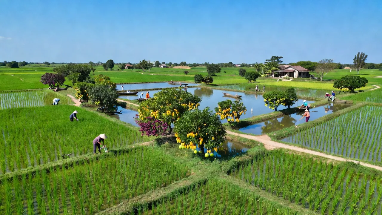 Cảnh đồng xanh Phú Điền, huyện Tháp Mười, Đồng Tháp, phát triển nông nghiệp với ruộng lúa và vườn cây ăn trái.