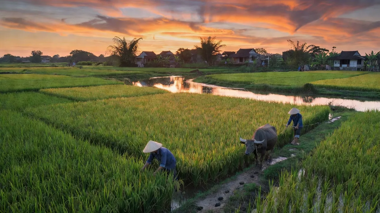 Cảnh đẹp xã Ứng Hoè, huyện Ninh Giang, Hải Dương với cánh đồng lúa xanh mướt và trời hoàng hôn.