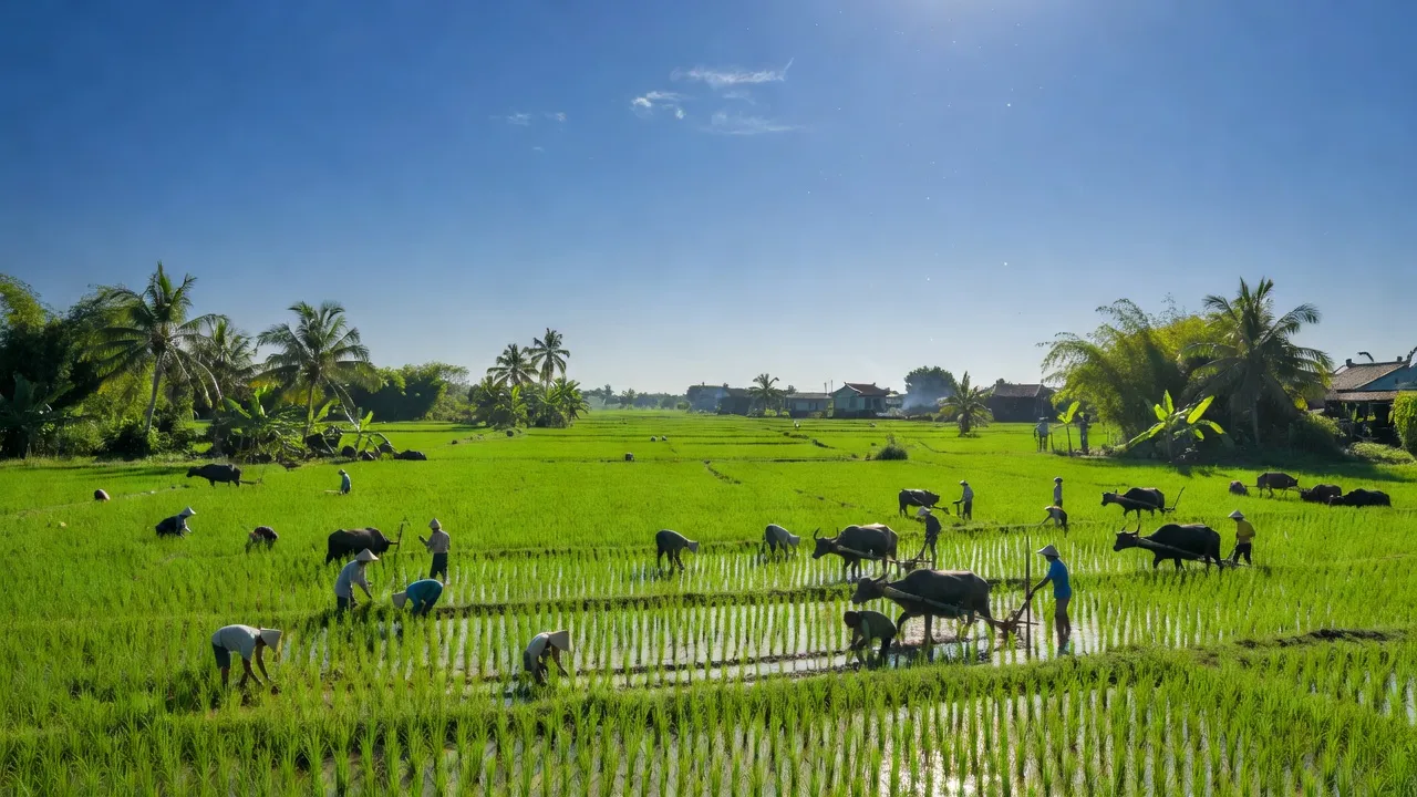 Cảnh đồng xanh ở xã Bình Lăng, huyện Tứ Kỳ, tỉnh Hải Dương, thể hiện cuộc sống nông dân.