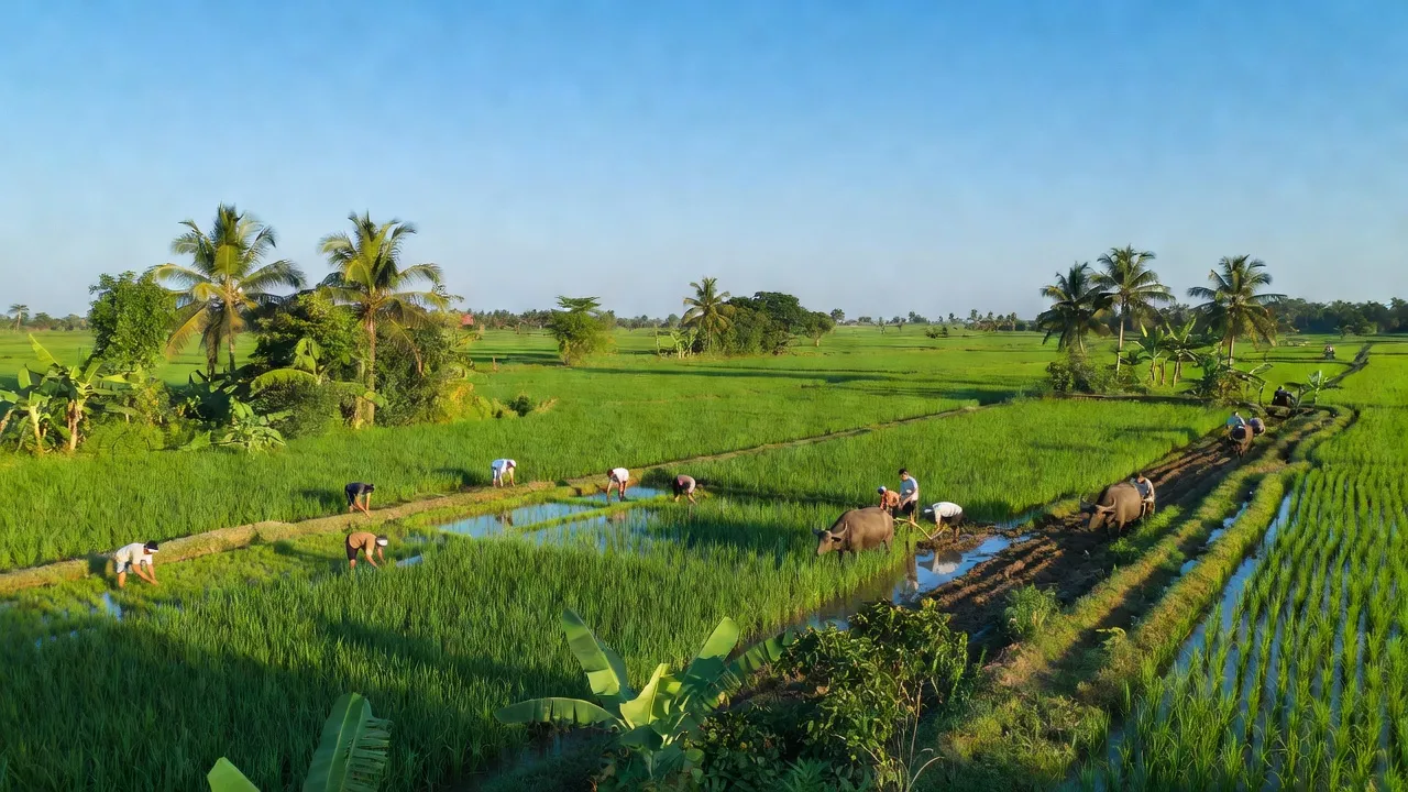 Khung cảnh nông nghiệp yên bình tại xã Quang Trung, huyện Tứ Kỳ, tỉnh Hải Dương, với bầu trời trong xanh.