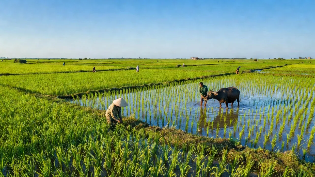 Cảnh đồng lúa xanh tươi tại xã Thuận Hòa, huyện Long Mỹ, Hậu Giang, hình ảnh miệt vườn nông nghiệp.