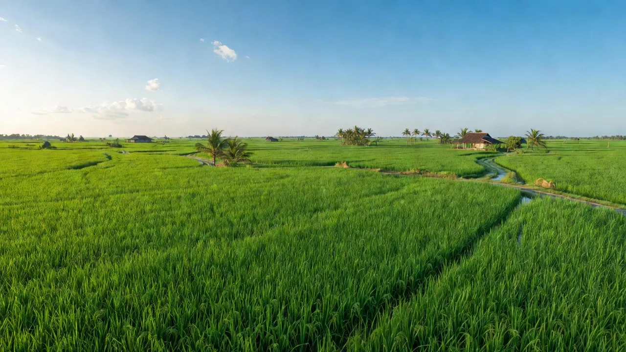 Xã Tân Bình, Huyện Phụng Hiệp, Tỉnh Hậu Giang