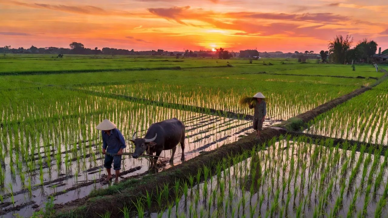 Xã Tân Long, Huyện Phụng Hiệp, Tỉnh Hậu Giang