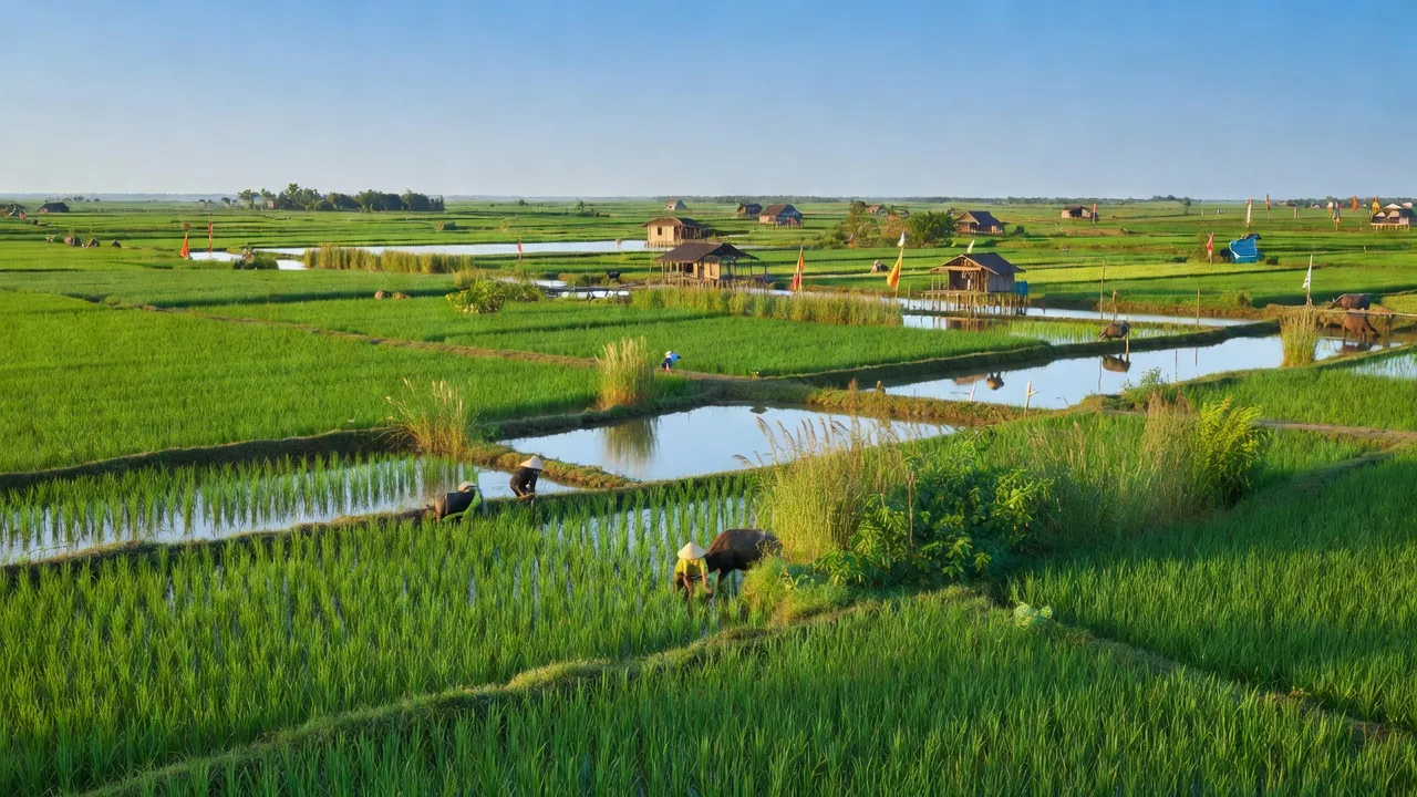 Khung cảnh yên bình ở Tân Phước Hưng, huyện Phụng Hiệp, Hậu Giang với ruộng lúa và nước.
