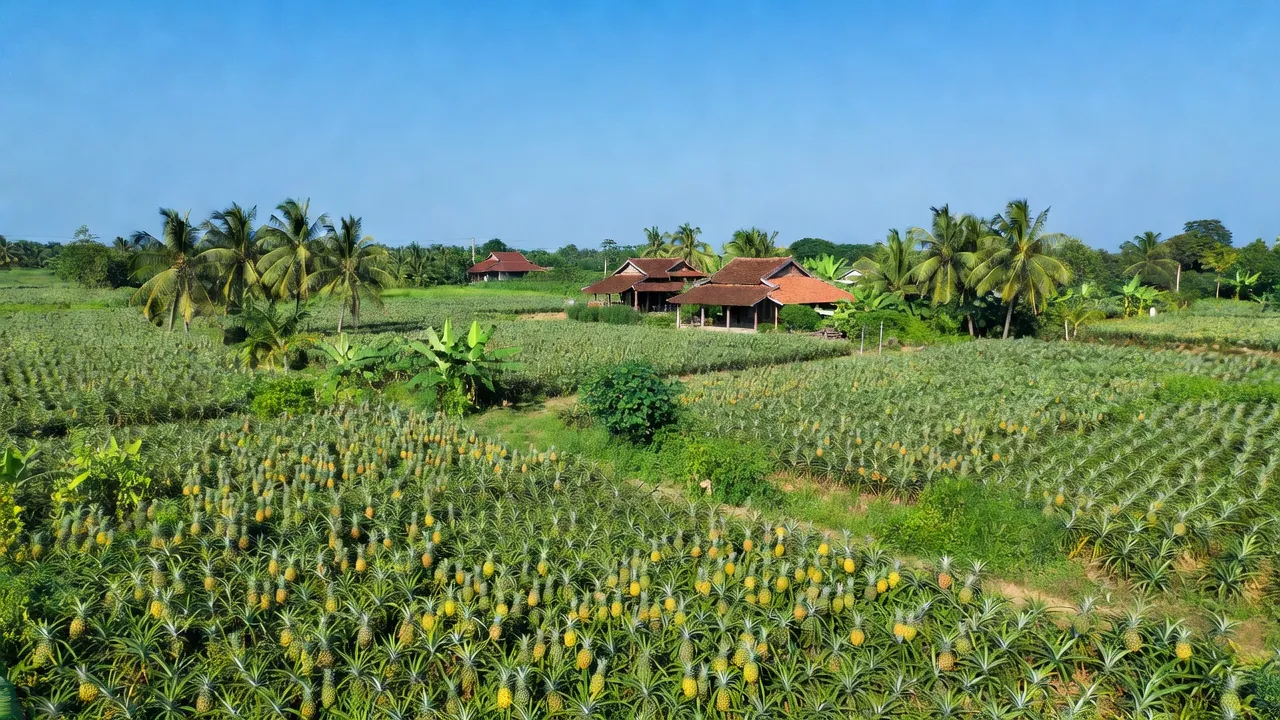 Cánh đồng khóm Cầu Đúc ở xã Hoả Tiến, Thành phố Vị Thanh, tỉnh Hậu Giang, Việt Nam.