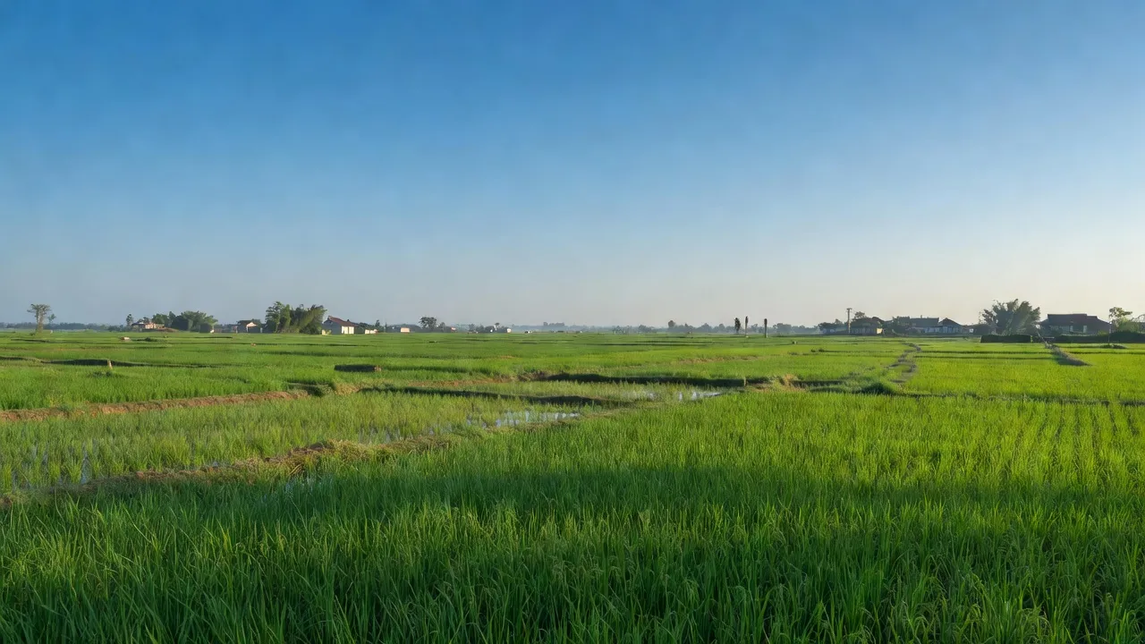 Khung cảnh hữu tình xã Hòa Phú, huyện Củ Chi, Thành phố Hồ Chí Minh, đồng ruộng xanh, bầu trời sáng.