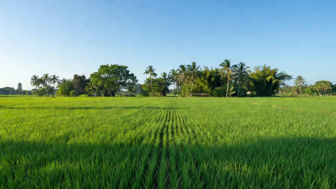 Phong Điền, Thành phố Huế với cánh đồng xanh và rặng cây, thể hiện vẻ đẹp tự nhiên miền Trung.