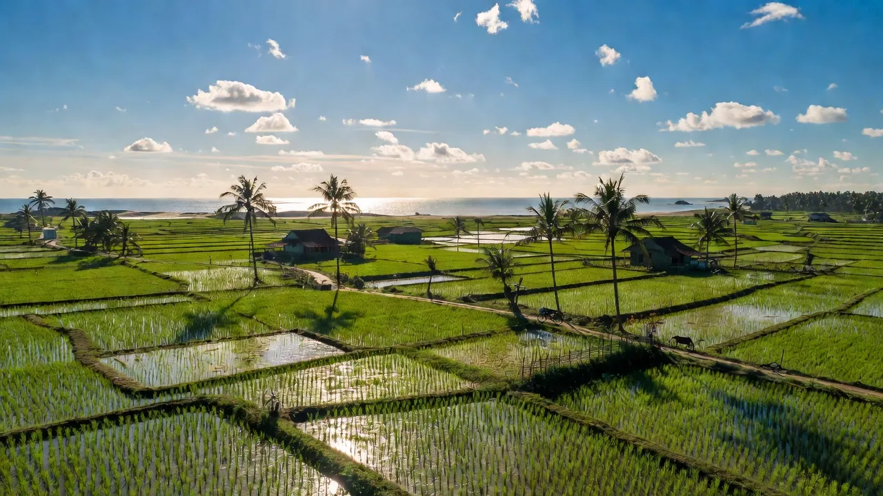 Cảnh quan xã Phú An, huyện Phú Vang, thành phố Huế với đồng lúa và cây cọ.