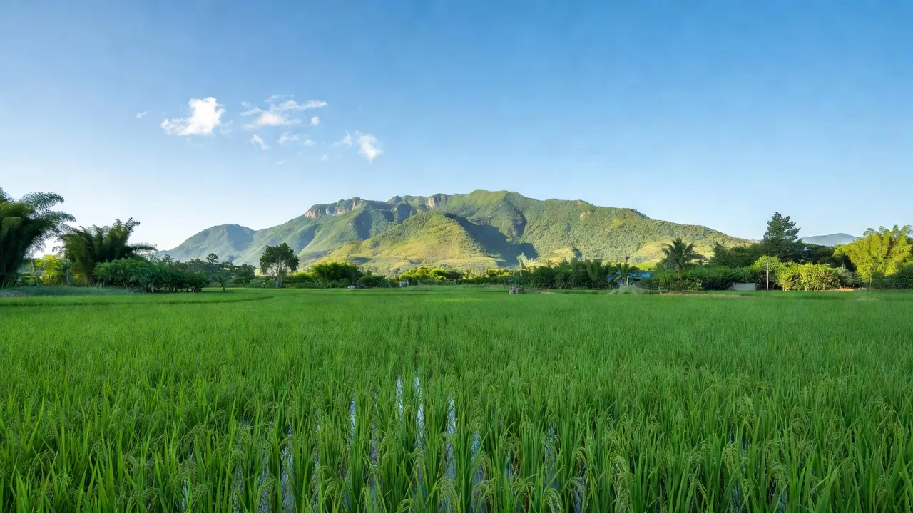 Cảnh đồng ruộng xanh tươi tại xã Cẩm Ninh, huyện Ân Thi, Hưng Yên với cánh đồng lúa.