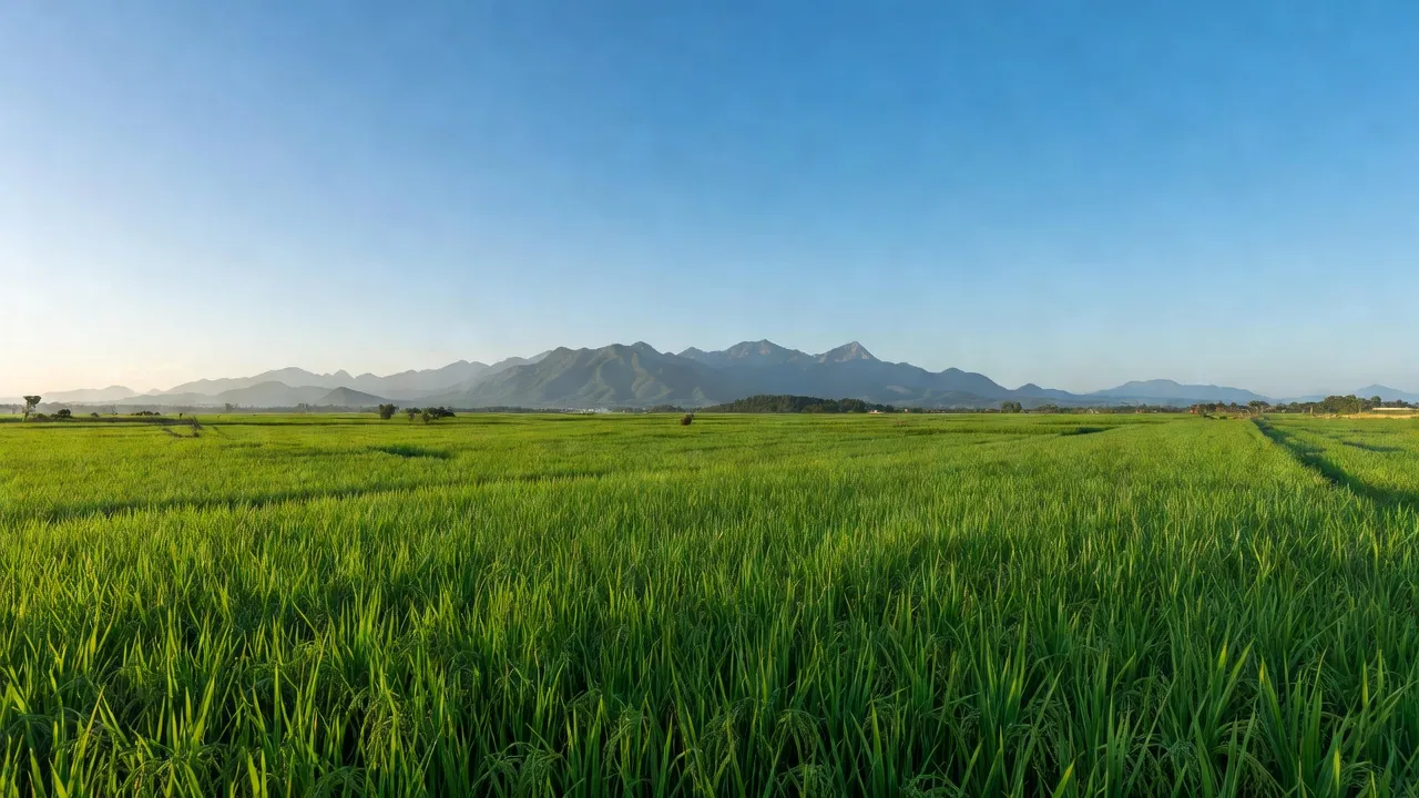 Cảnh sắc Xã Ninh Đông, Thị xã Ninh Hòa với cánh đồng xanh và bầu trời trong trẻo.