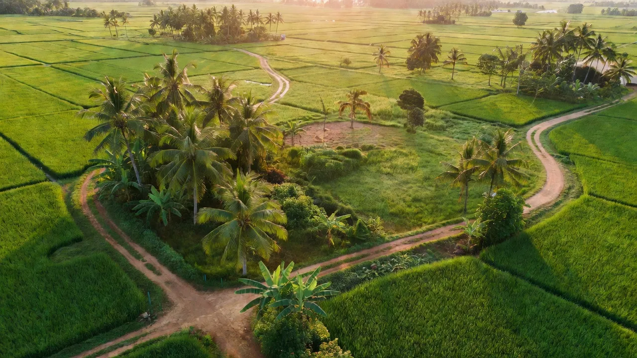 Xã Tân Thạnh, An Minh, Kiên Giang với cánh đồng xanh và đường làng, bầu không khí thanh bình.