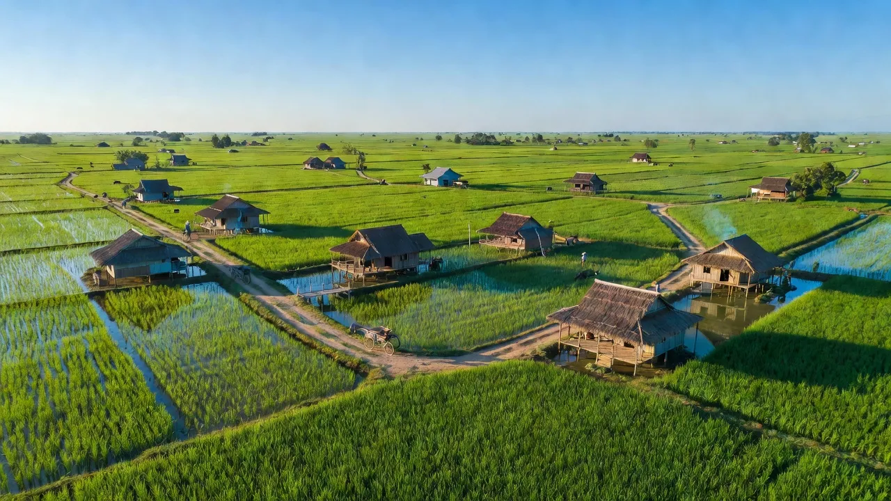 Khung cảnh huyện Giồng Riềng, Kiên Giang với cánh đồng xanh mướt và nhà cửa truyền thống.