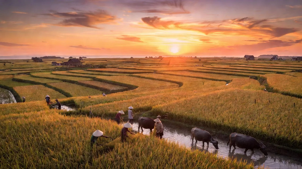 Cánh đồng rộng lớn ở Huyện Hòn Đất, Kiên Giang, nổi bật với cảnh quan nông nghiệp.