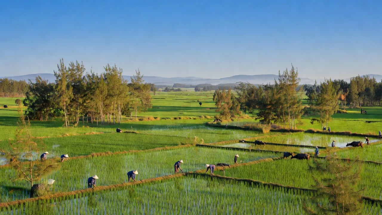 Khung cảnh thiên nhiên huyện U Minh Thượng, Kiên Giang với ruộng đồng và rừng tràm xanh mát.