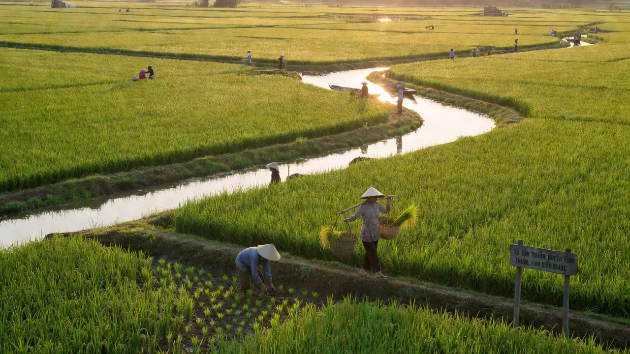Khung cảnh nông nghiệp xã Tân Thuận, huyện Vĩnh Thuận, tỉnh Kiên Giang, với đồng lúa và kênh rạch.