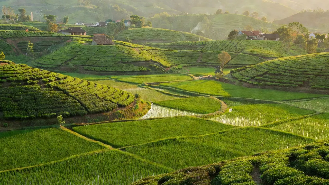 Cảnh đẹp xã Đại Lào, Bảo Lộc với đồng xanh và đồi chè dưới ánh nắng mặt trời.