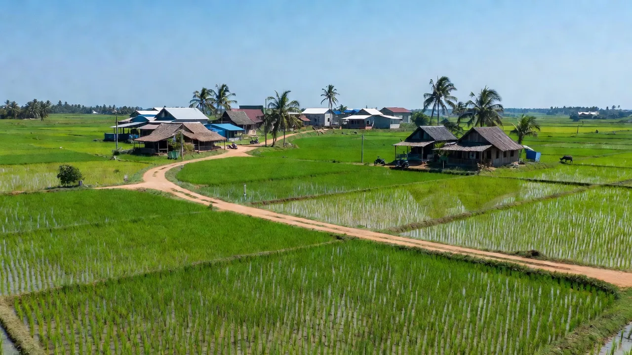 Vẻ đẹp thiên nhiên xã Nhựt Chánh, huyện Bến Lức, tỉnh Long An với đồng lúa xanh tươi.