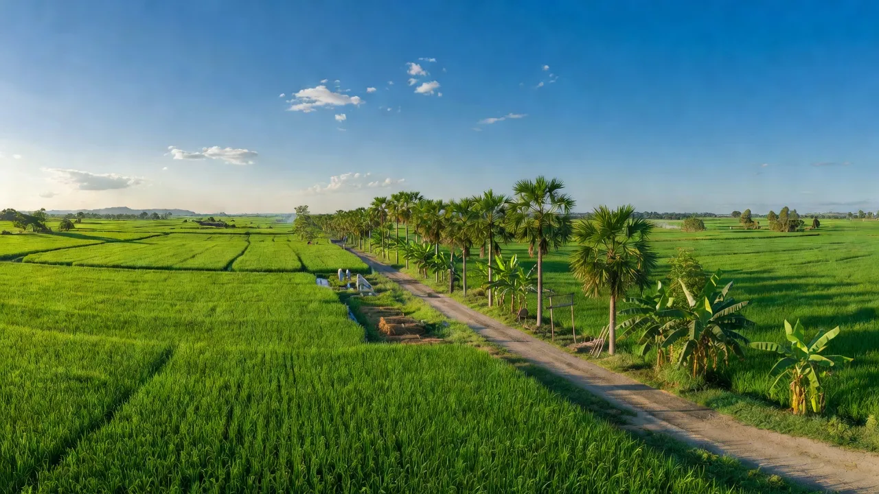 Cảnh đồng bằng xanh tươi ở xã Phú Ngãi Trị, huyện Châu Thành, tỉnh Long An, nổi bật với cánh đồng lúa.