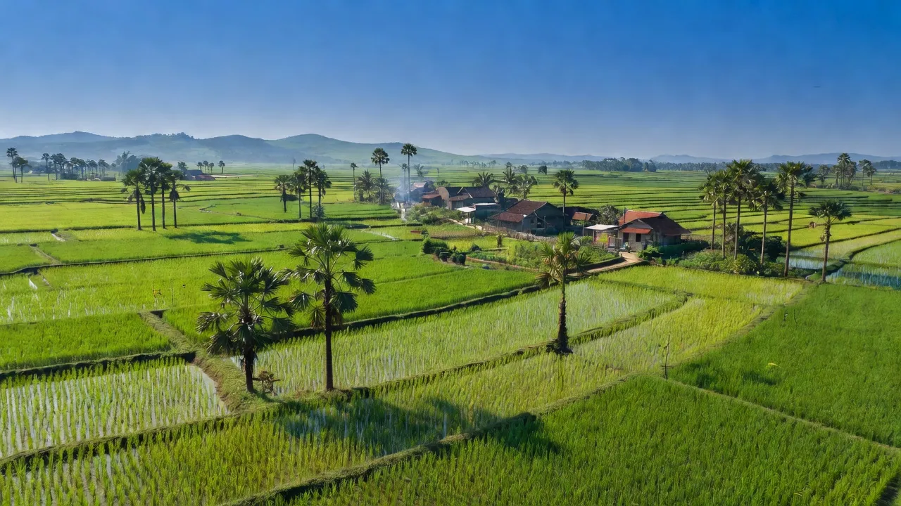 Cảnh quan xanh tươi của xã Mỹ Thạnh Tây, huyện Đức Huệ, tỉnh Long An với đồng lúa và cây cọ.