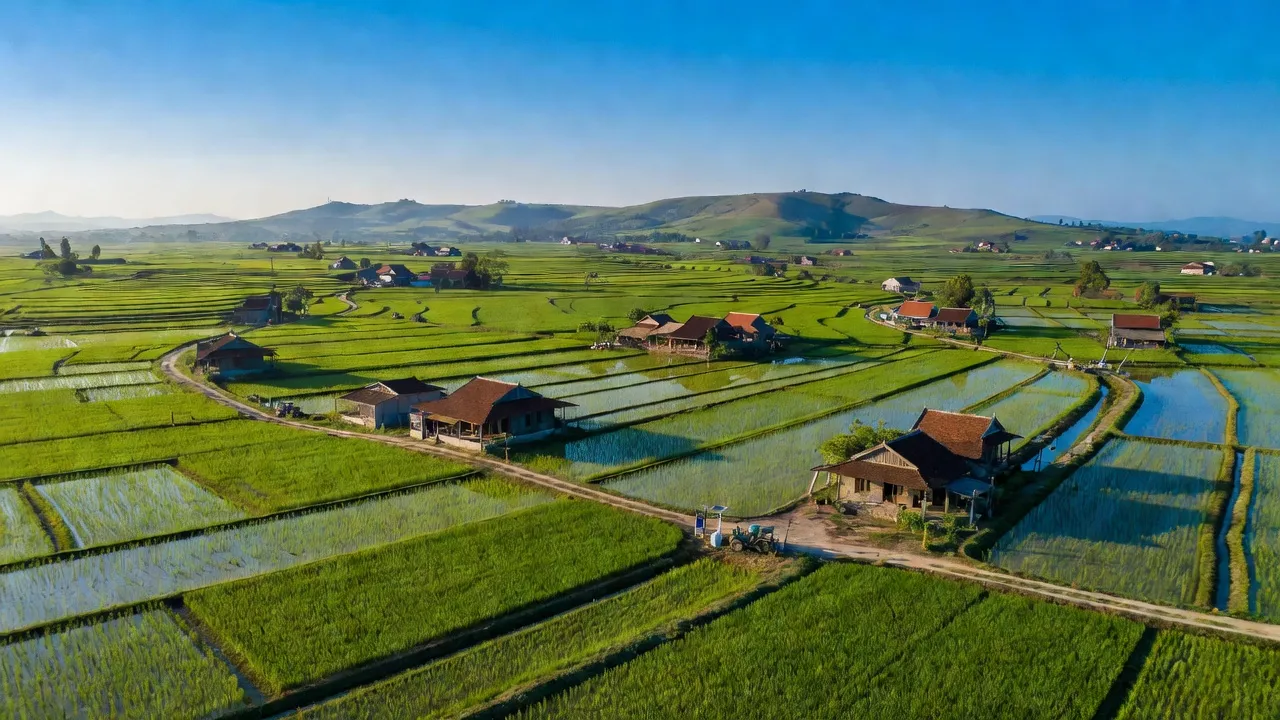Khung cảnh xã Tuyên Thạnh, thị xã Kiến Tường, Long An với cánh đồng lúa xanh tươi và nhà truyền thống.