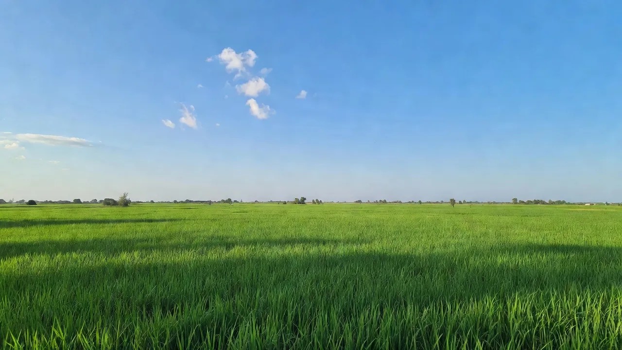 Bình Hòa Đông - hình ảnh minh họa 1
