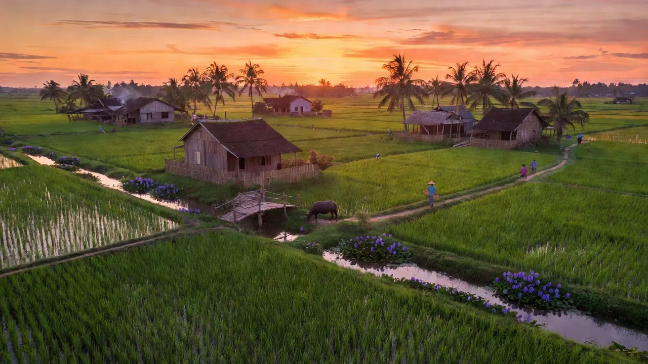 Cảnh sắc xã Thủy Đông, huyện Thạnh Hóa, tỉnh Long An với ruộng lúa và nhà truyền thống.