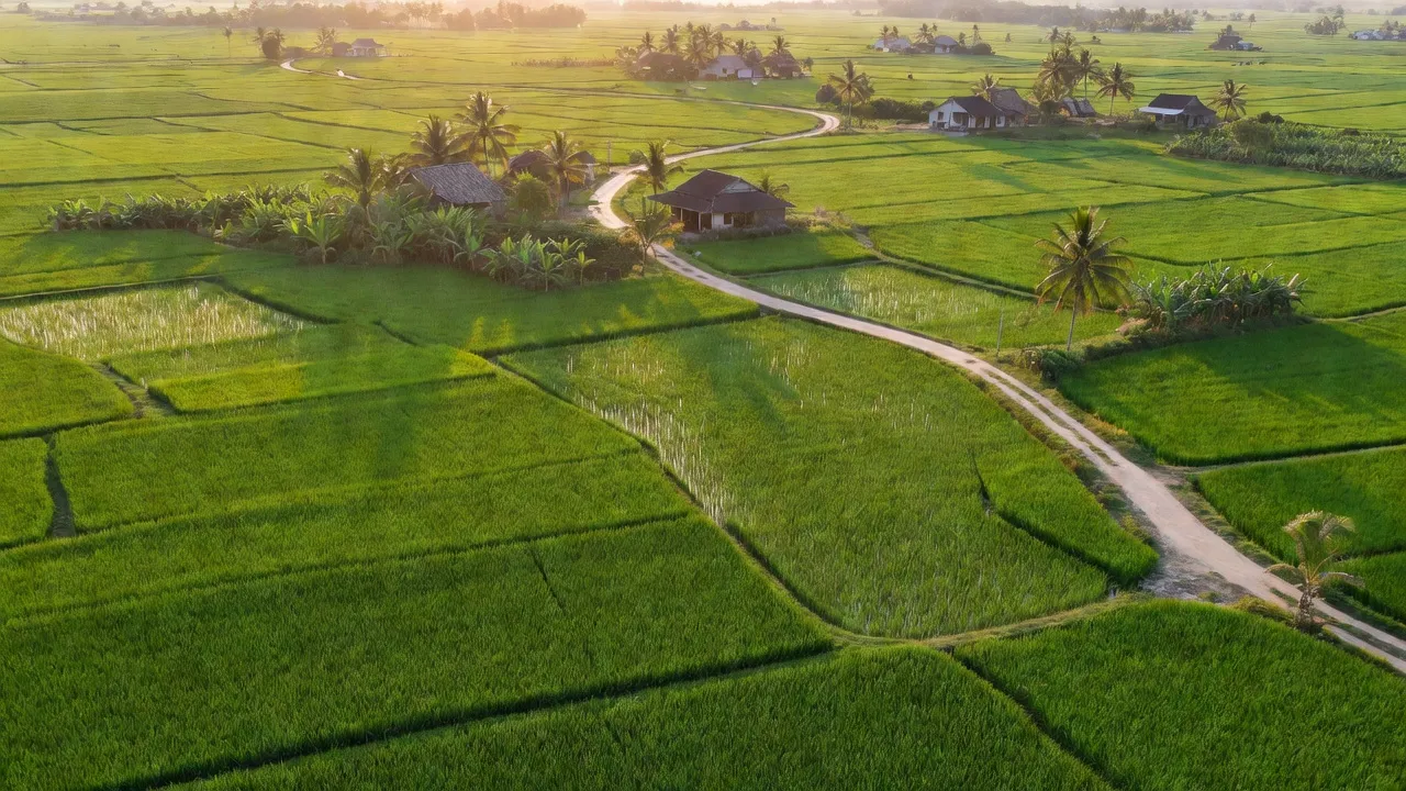 Khung cảnh tràn đầy sức sống tại xã Mỹ Phú, huyện Thủ Thừa, tỉnh Long An, đồng ruộng xanh, đường làng