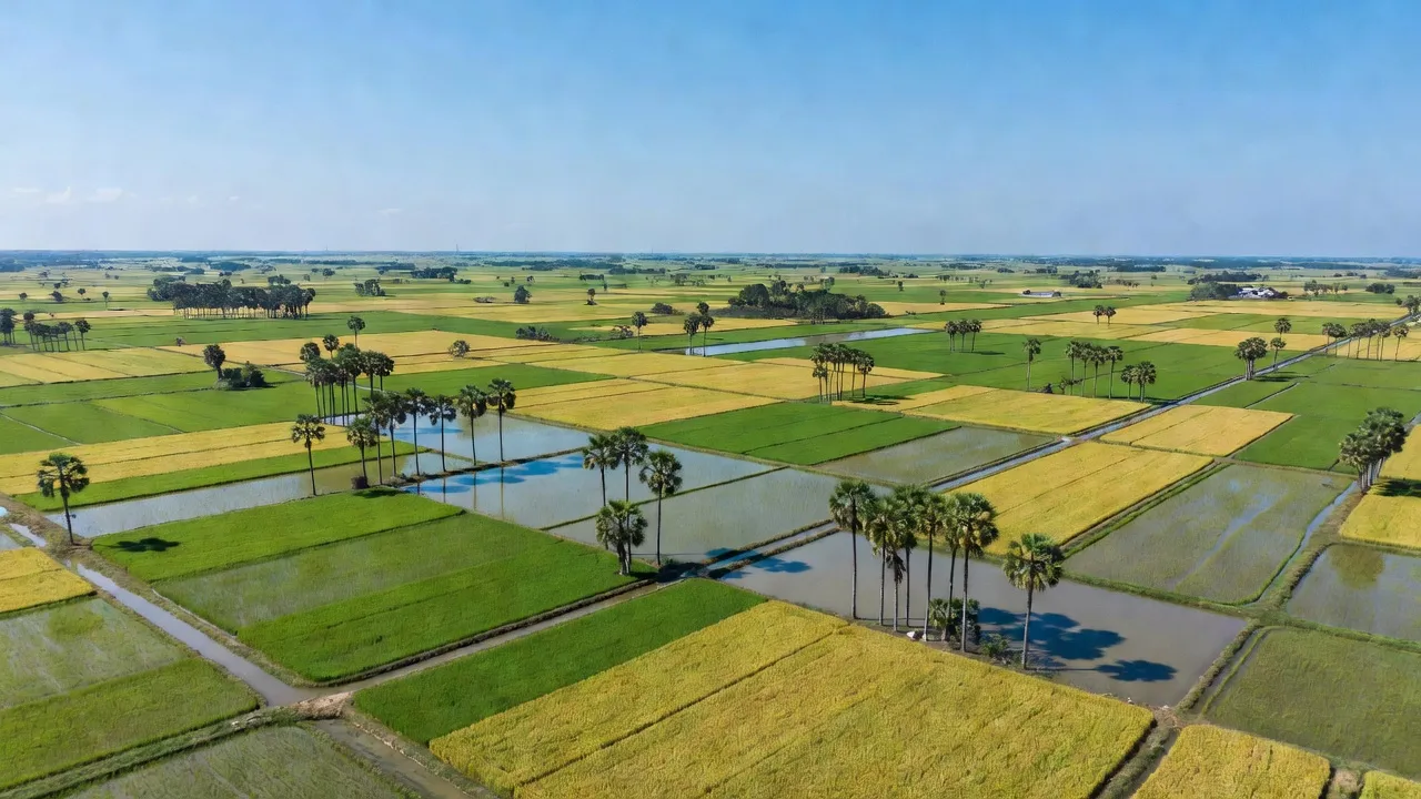 Mỹ Phú, Thủ Thừa, Long An with vast rice fields and palm trees under a clear blue sky.