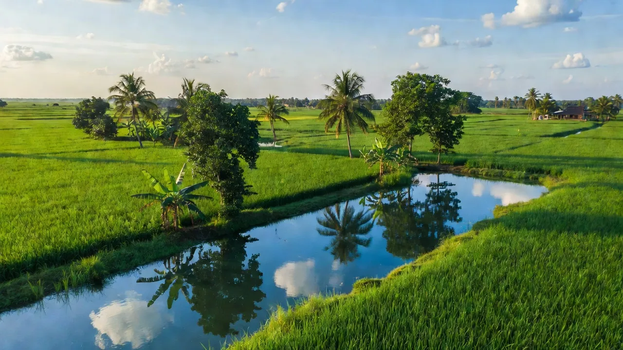Cảnh sắc đẹp của xã Thái Bình Trung, Long An với đồng xanh và mặt nước yên bình.